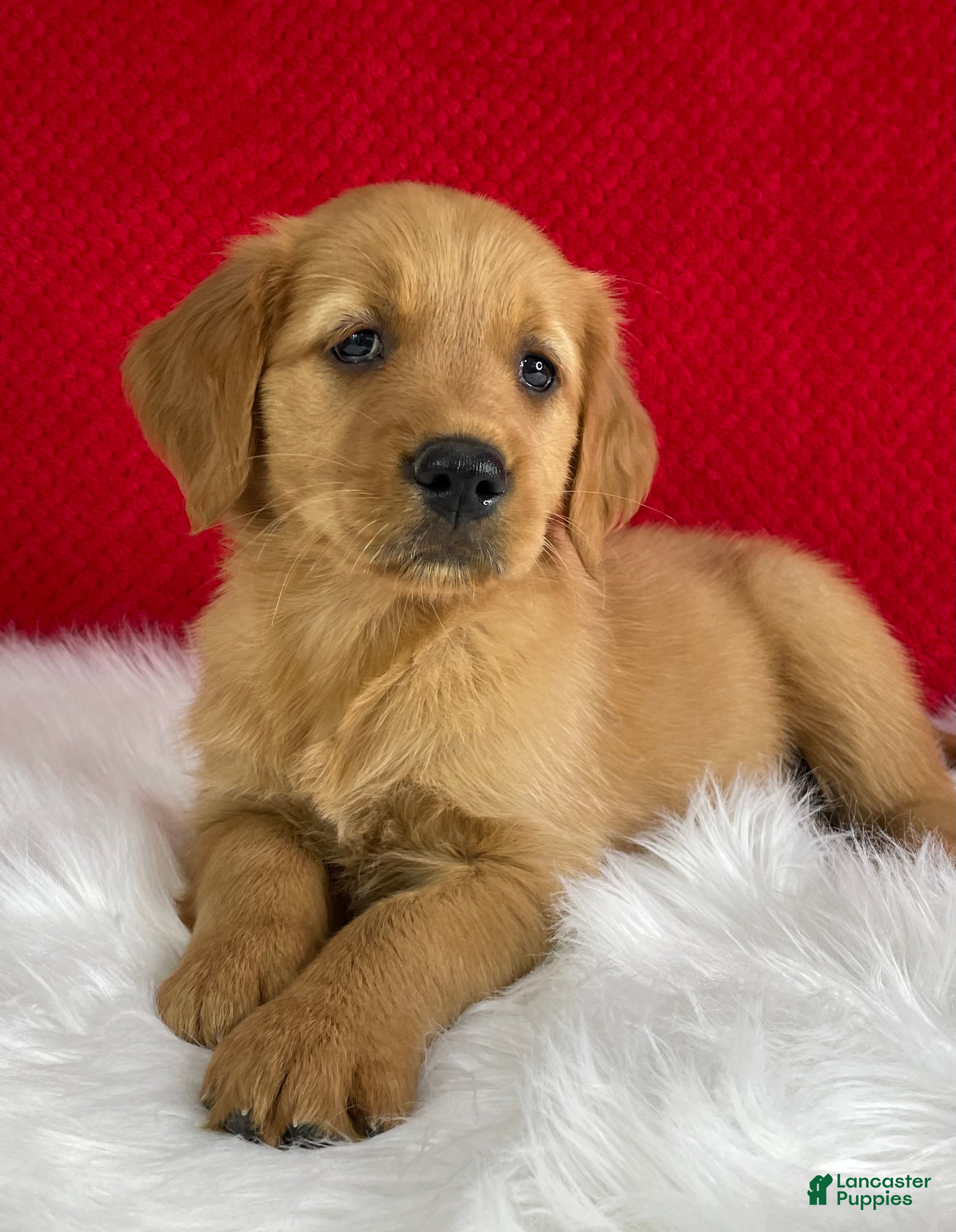 Golden Retriever dogs Lily - Ad 1