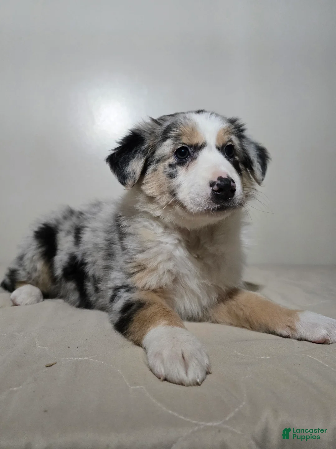 Australian Shepherd dogs for sale: Candi - Ad 4