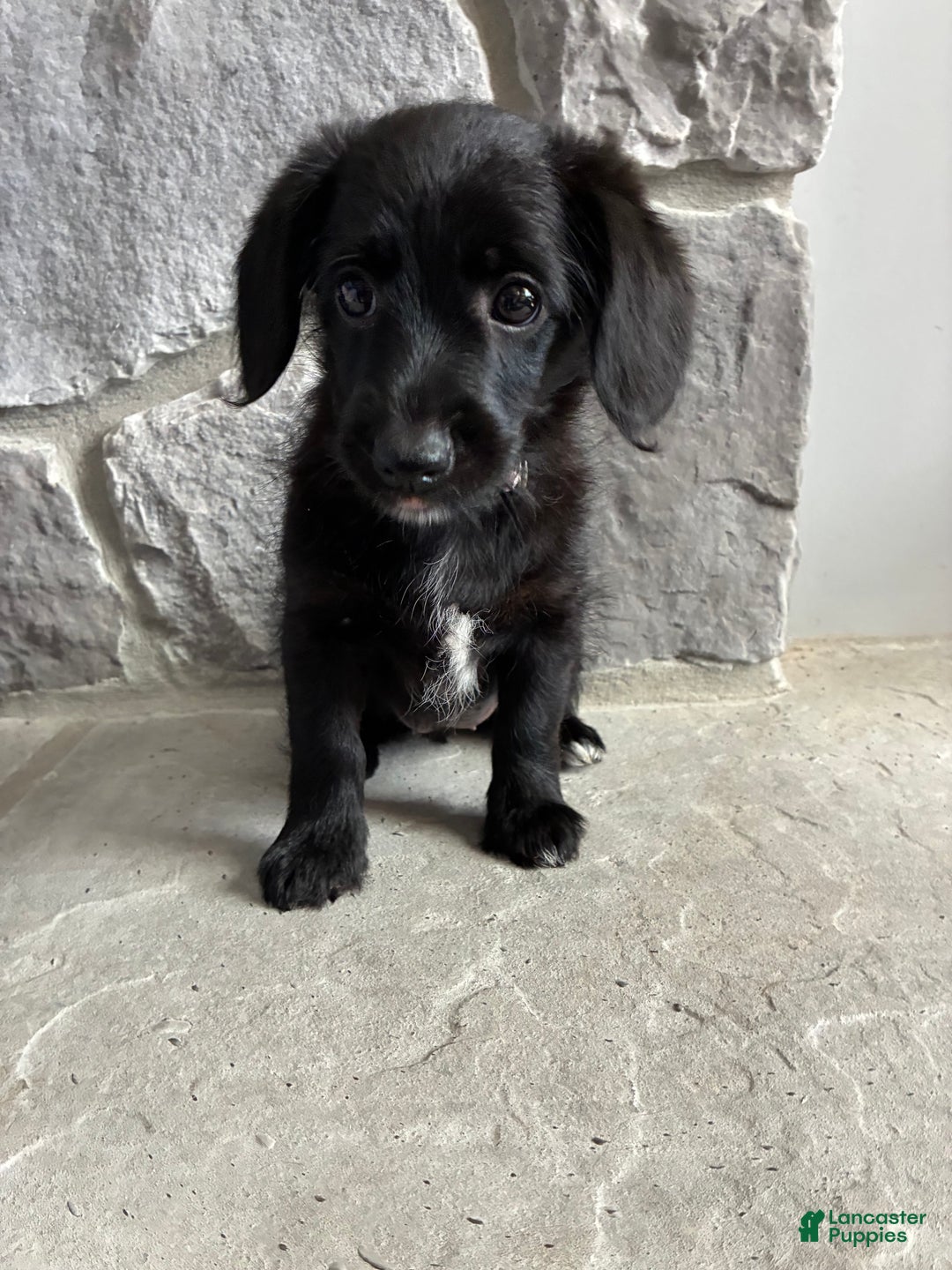 Corgipoo dogs for sale: Merry Corgipoo - Ad 3