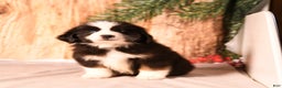 Miniature Australian Shepherd dogs for sale: North - Ad 5