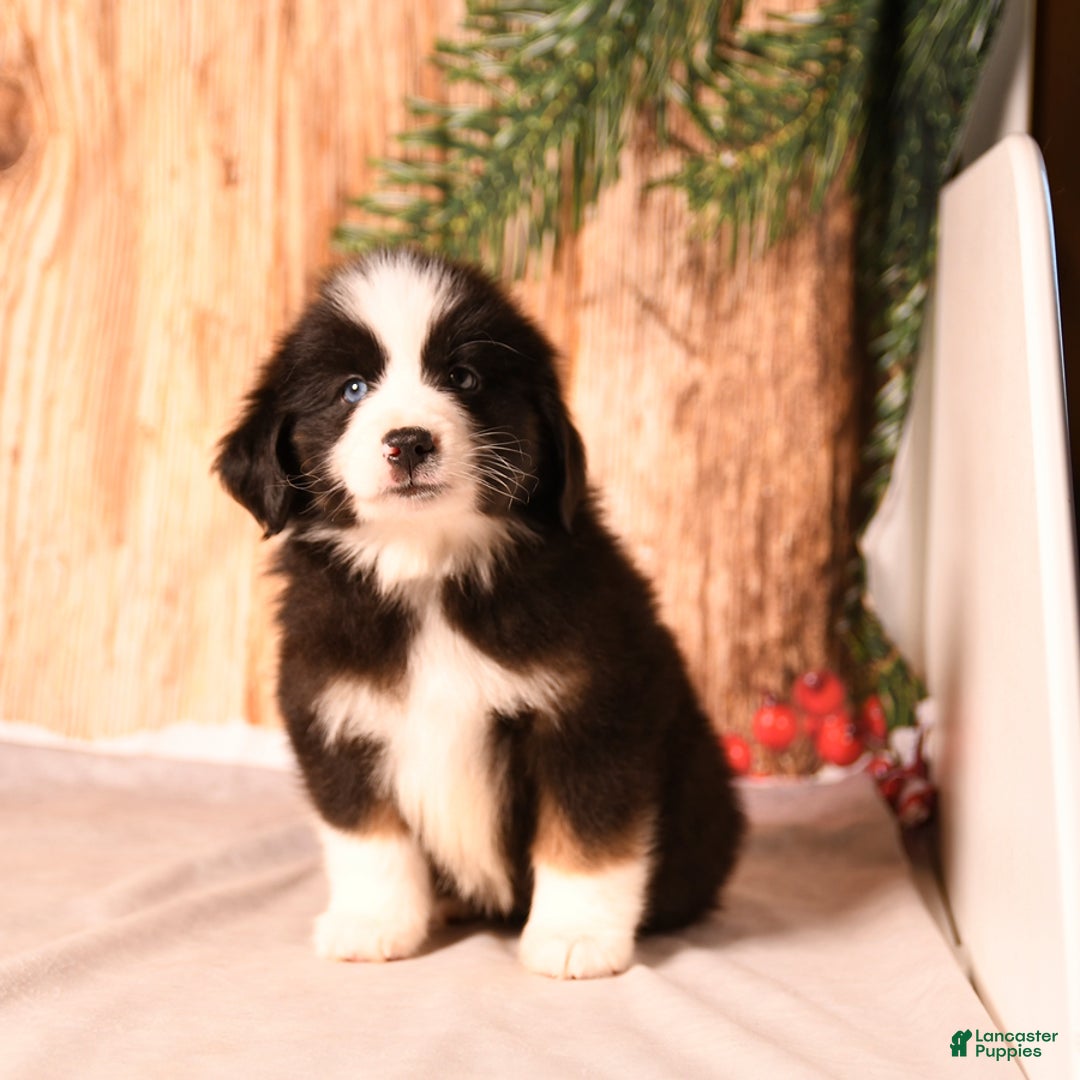 Miniature Australian Shepherd dogs for sale: North - Ad 5