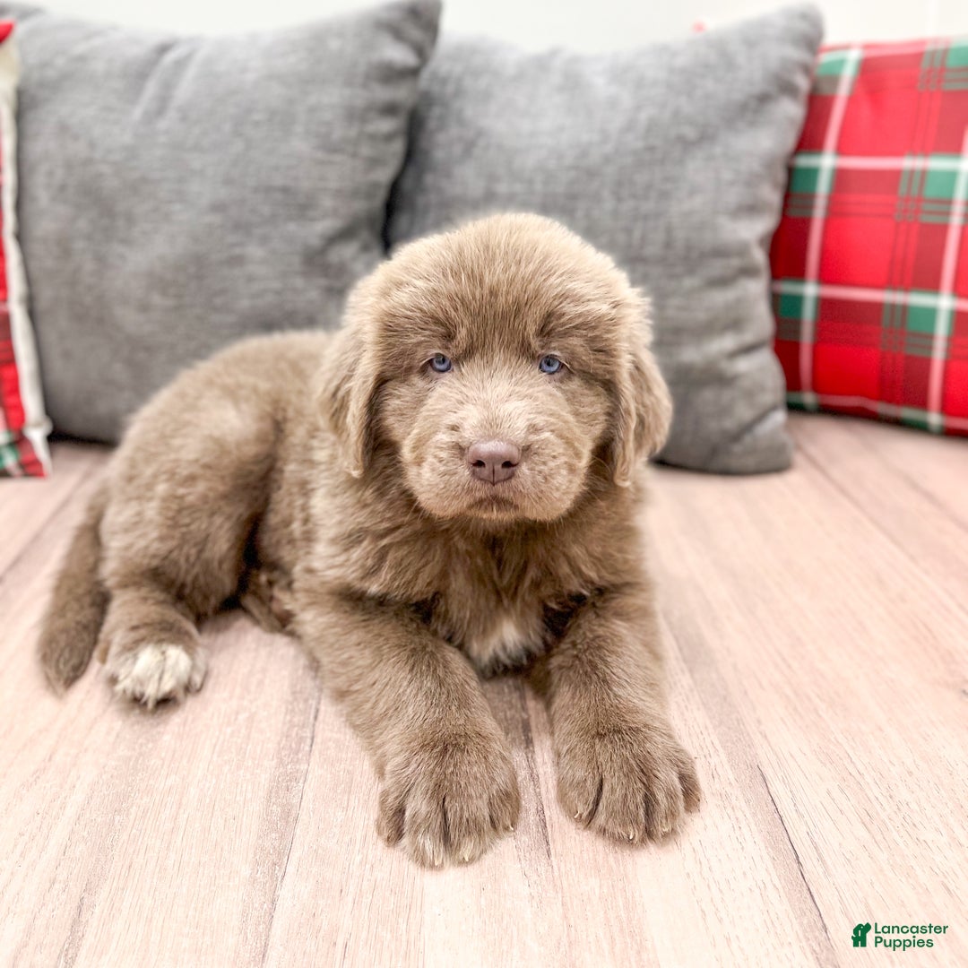 Newfoundland dogs for sale: Rusty - Ad 3