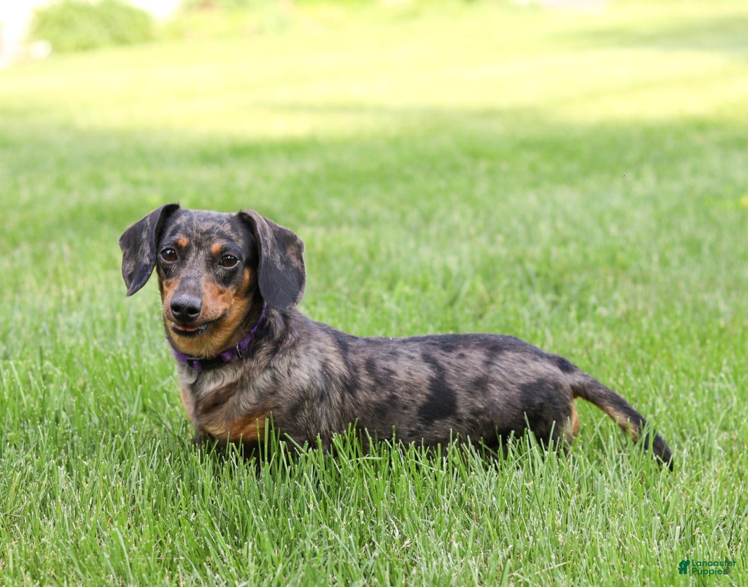 Miniature Dachshund dogs for sale: Harper - Ad 6