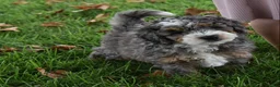 Mini Bernedoodle dogs for sale: Jester F1b - Ad 9