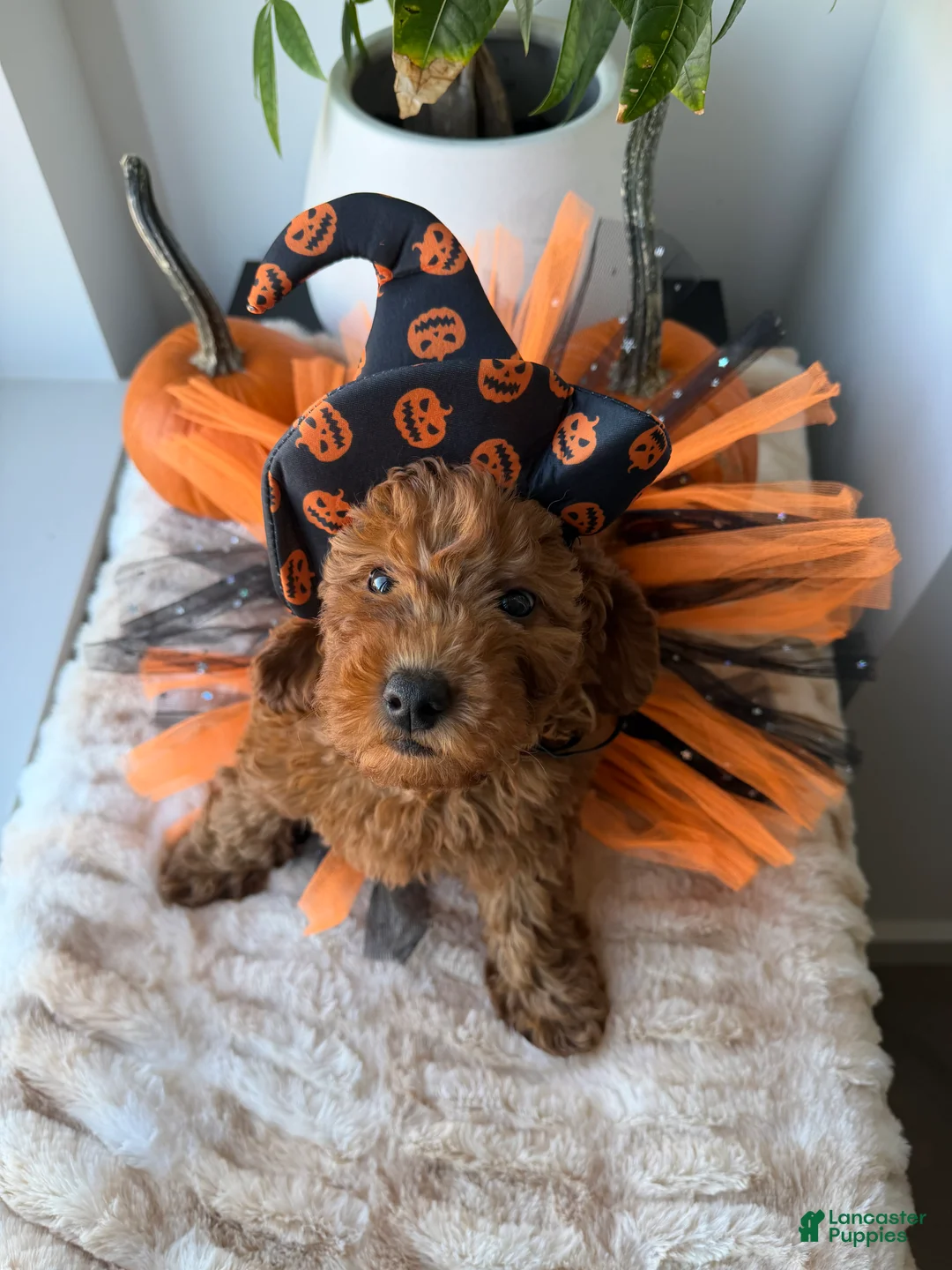 Mini Goldendoodle dogs for sale: Tiffany - Ad 2