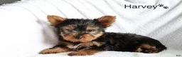 Yorkshire Terrier dogs for sale: Harvey - Ad 3