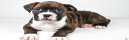 Boxer dogs for sale: Amber - Ad 5