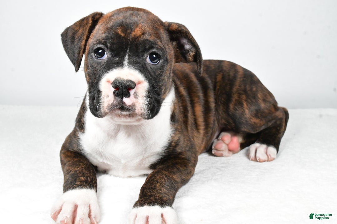 Boxer dogs for sale: Amber - Ad 5