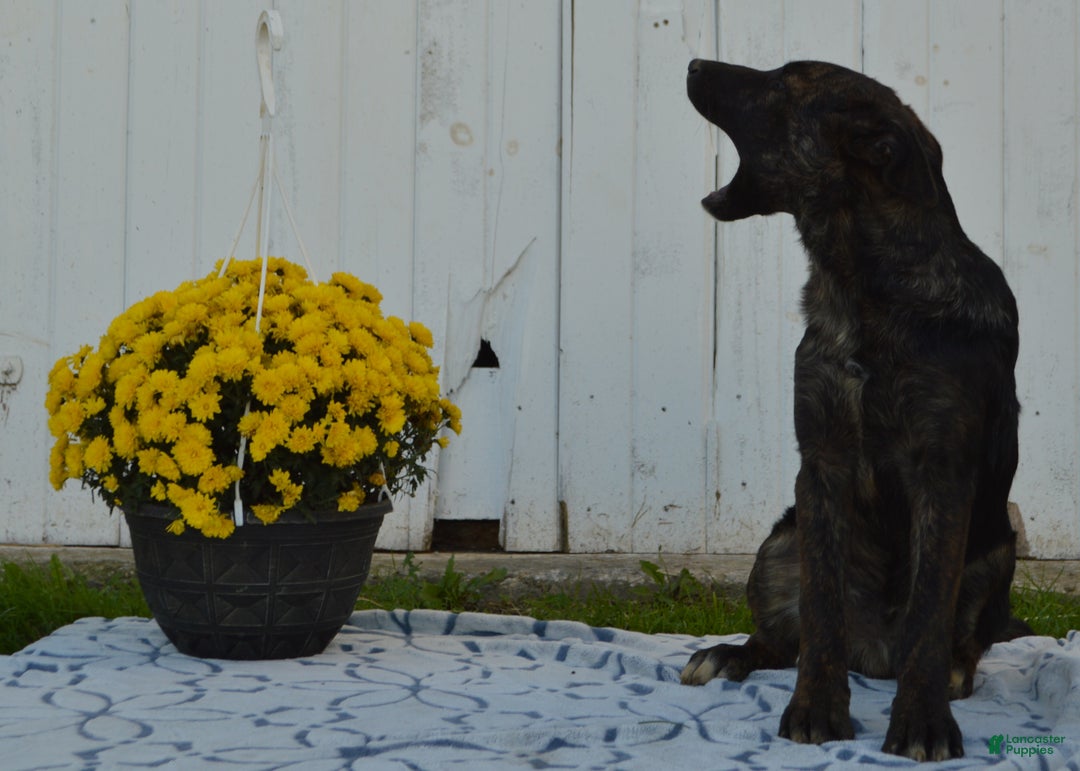 Mixed Breed dogs for sale: Mac - Ad 5