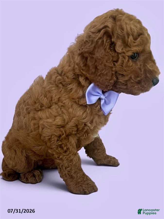 Mini Goldendoodle dogs Cassidy - Ad 18