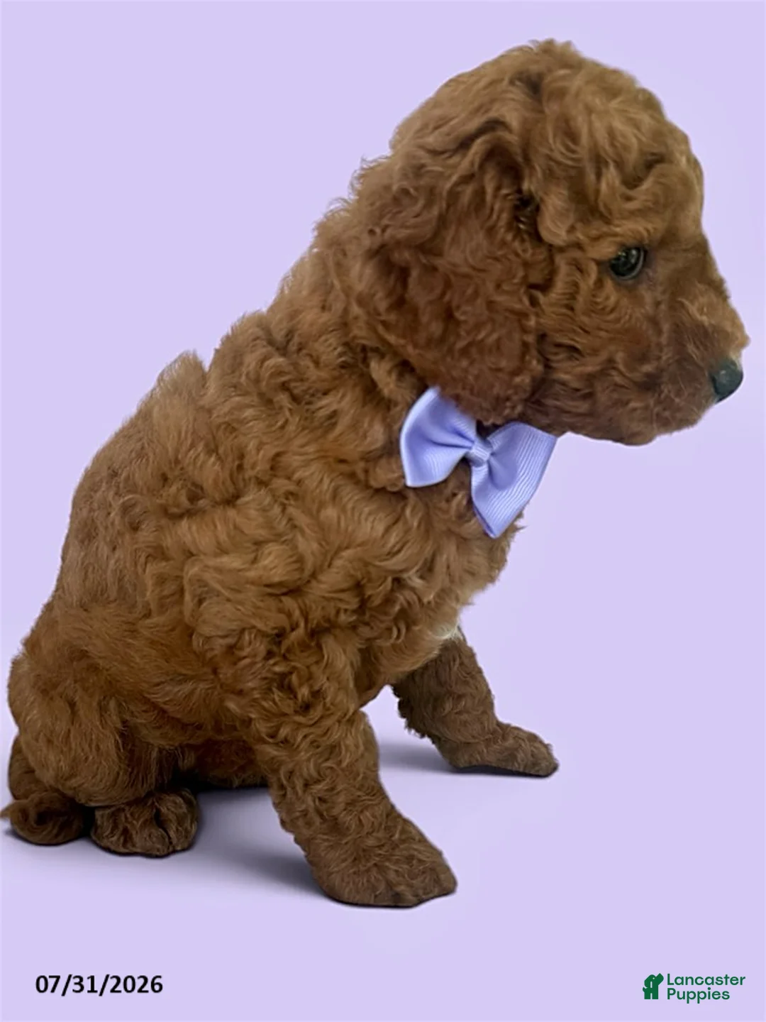 Mini Goldendoodle dogs for sale: Cassidy - Ad 1