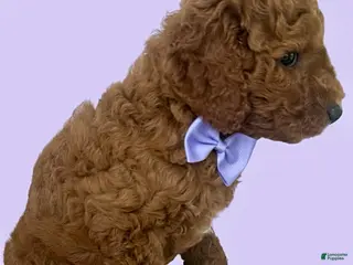 Mini Goldendoodle dogs Cassidy - Ad 18
