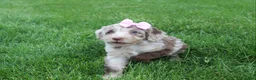 Mini Aussiedoodle dogs for sale: Colette - Ad 5