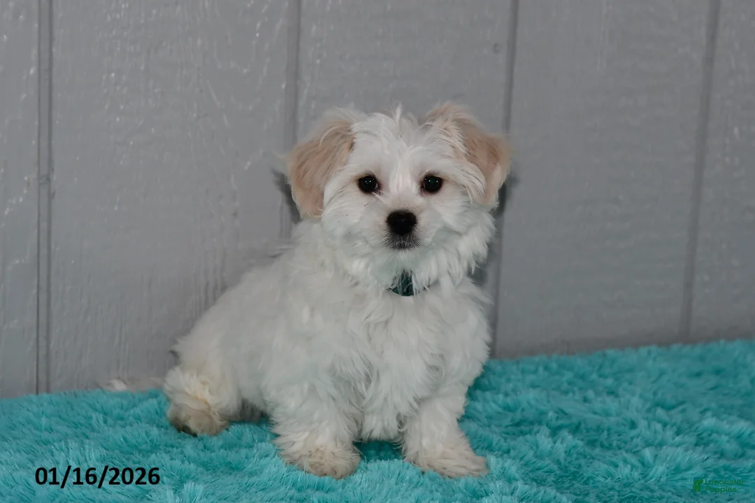 Maltese dogs for sale: Snowball - Ad 3