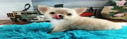 Chihuahua dogs for sale: Applehead boy Hand Delivery  - Ad 13