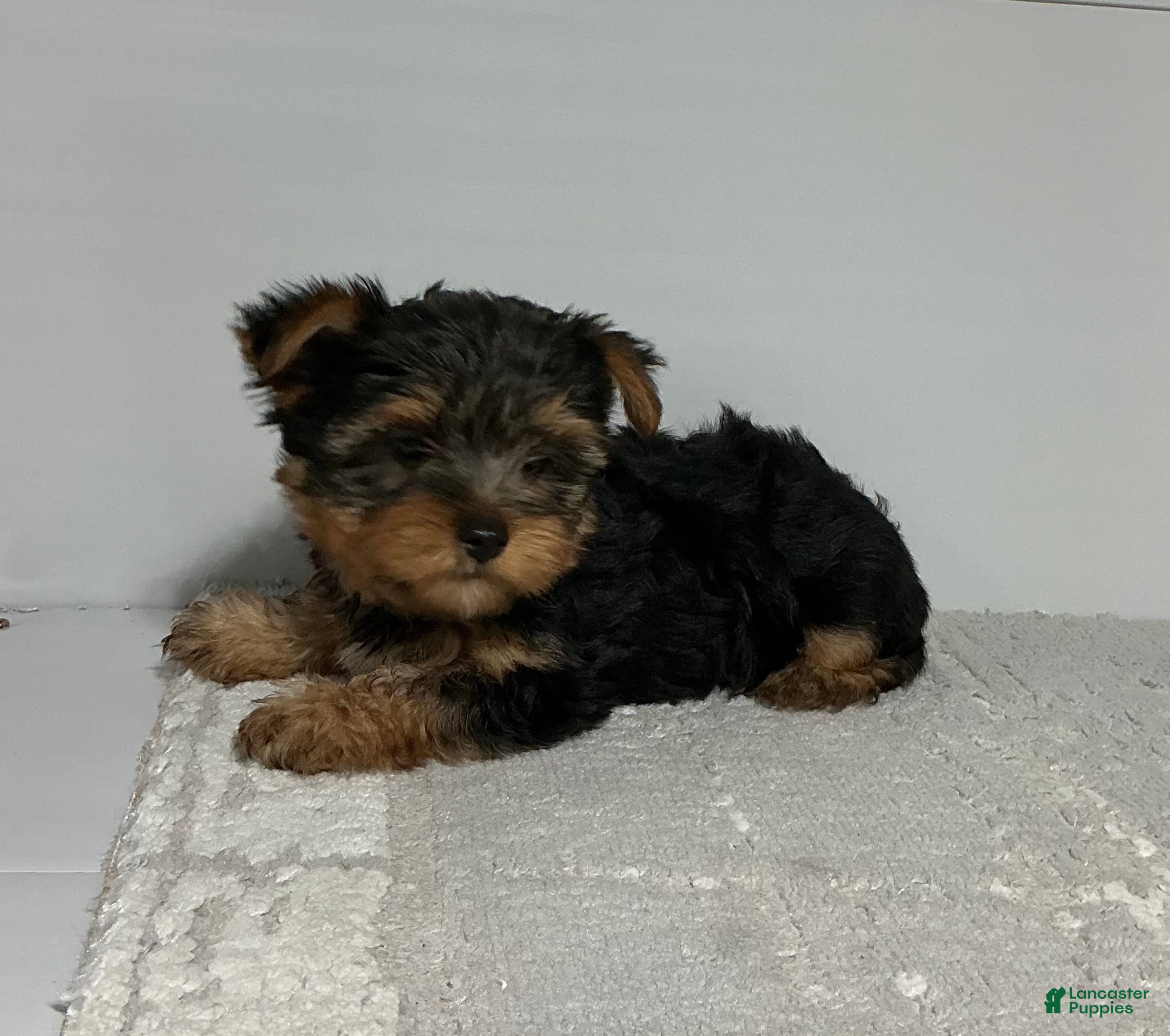 Yorkshire Terrier dogs Rufous  - Ad 2