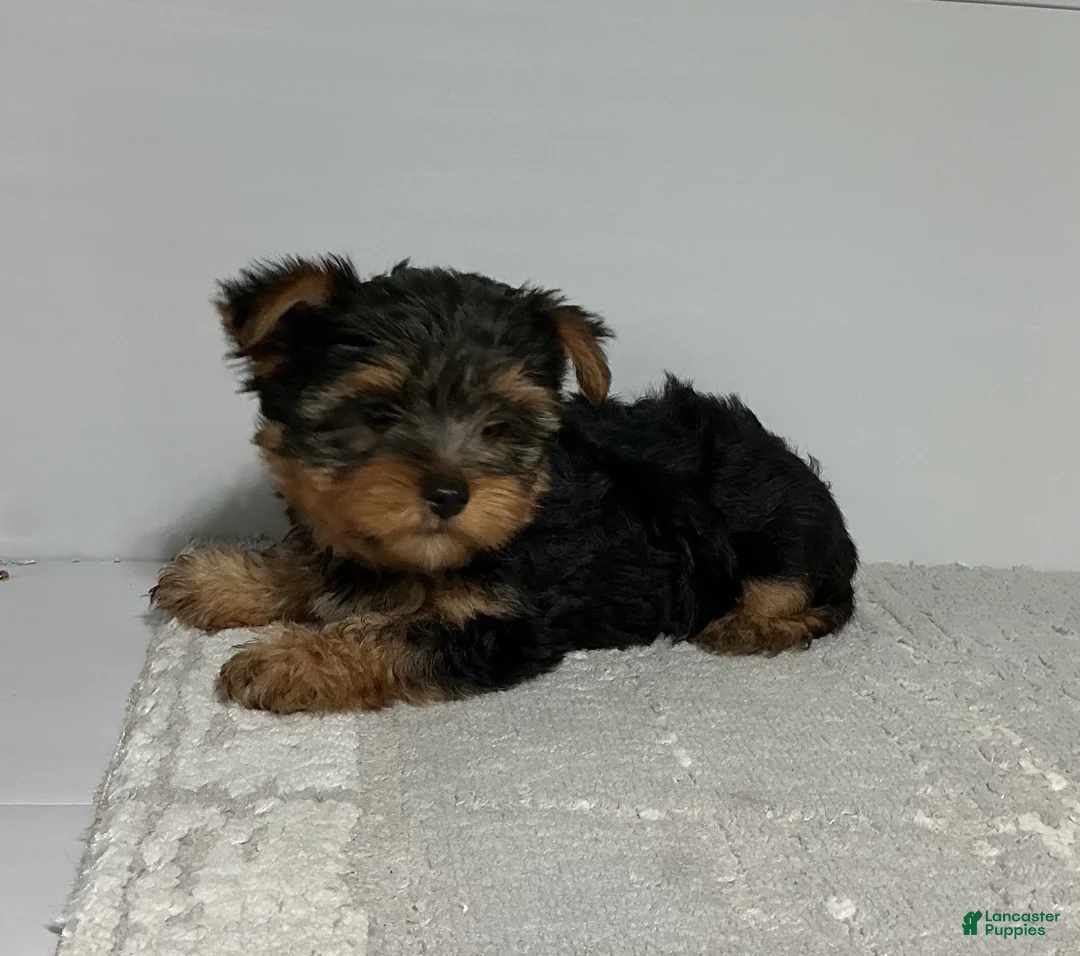 Yorkshire Terrier dogs for sale: Rufous  - Ad 2