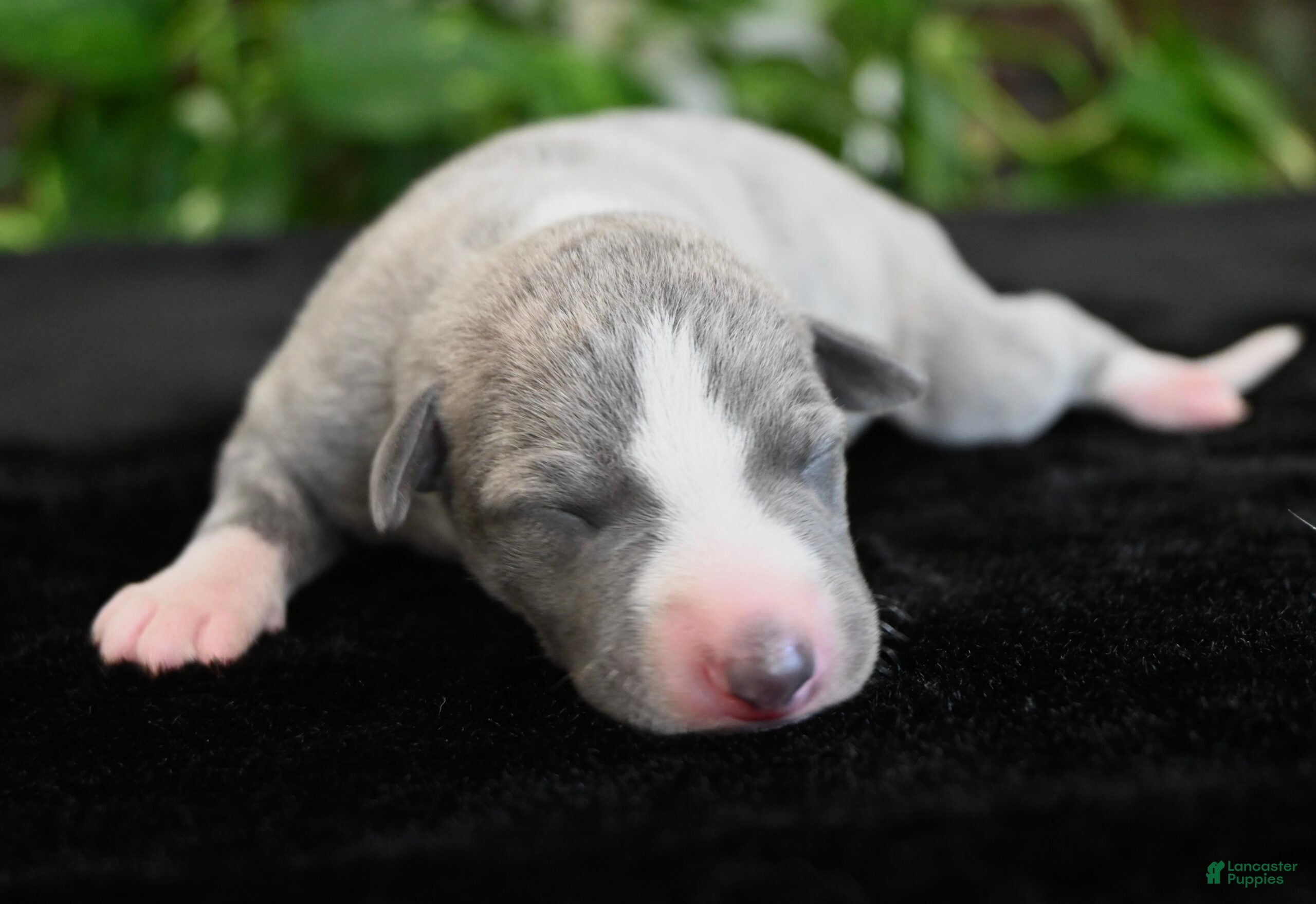 Whippet dogs Kora - Ad 2