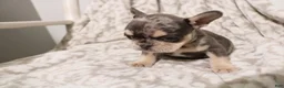 French Bulldog dogs for sale: Lars - Ad 6
