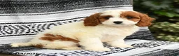 Cavapoo dogs for sale: Jasper - Ad 2