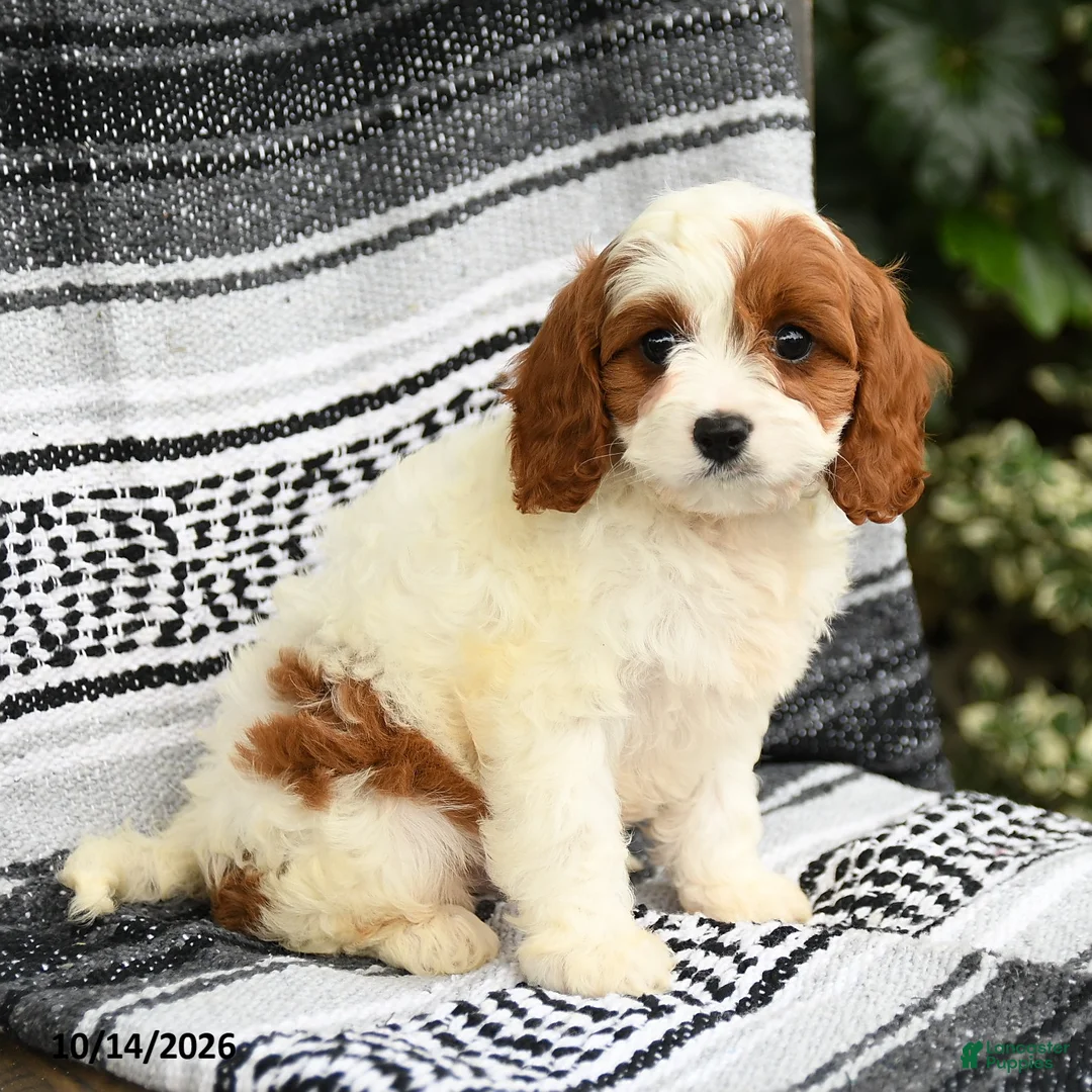 Cavapoo dogs for sale: Jasper - Ad 2