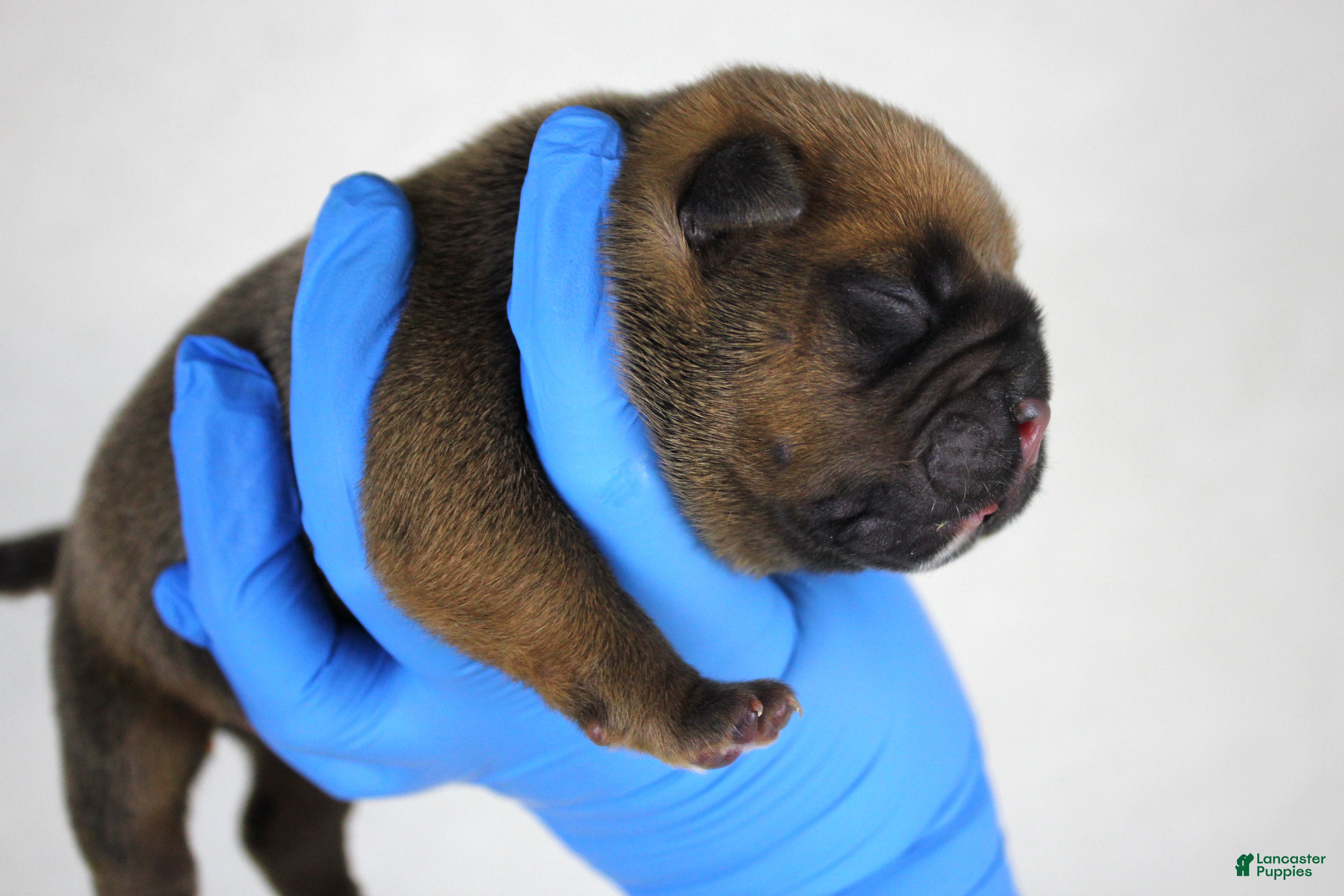 American Bully dogs Black Fawn Male - Ad 23