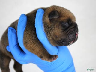 American Bully dogs Black Fawn Male - Ad 23