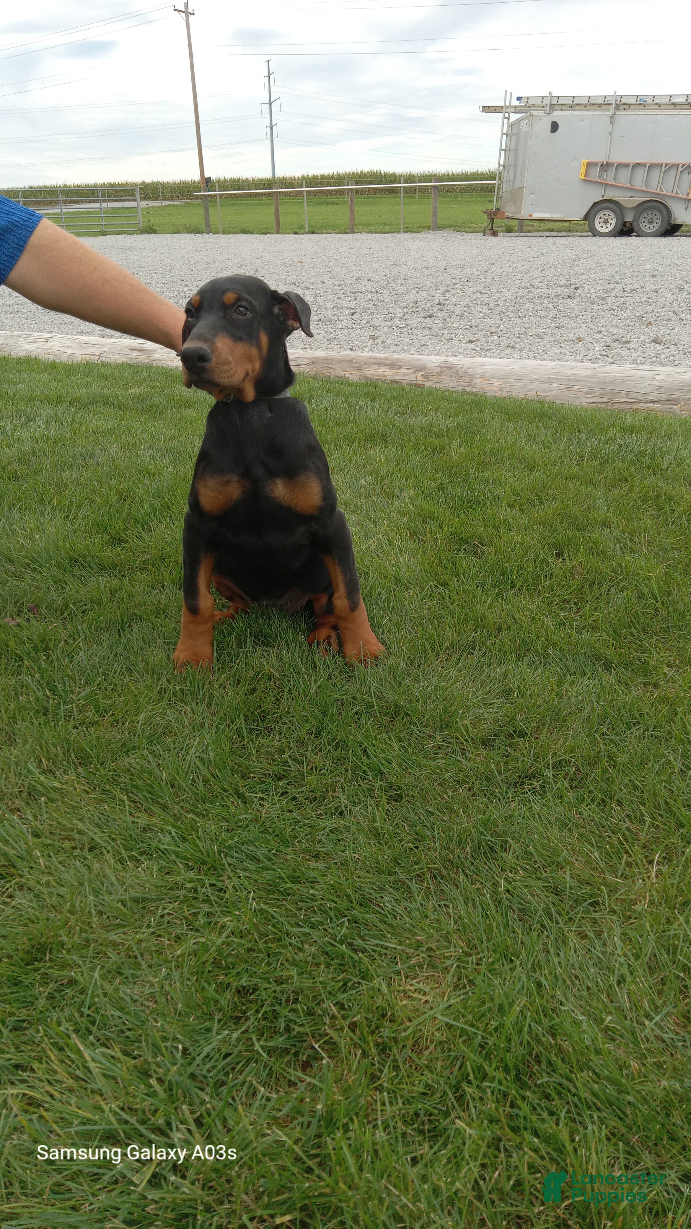 Sasha, Dobermann