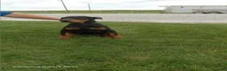 Doberman Pinscher dogs for sale: Sasha - Ad 3