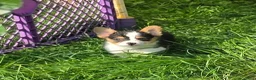 Welsh Corgi Pembroke dogs for sale: Raina - Ad 3