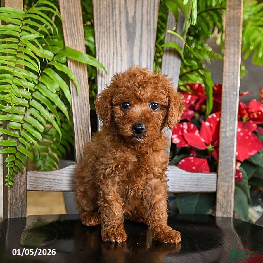 Toy Poodle dogs Warrior - Ad 32