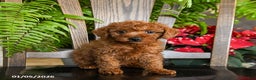 Toy Poodle dogs for sale: Warrior - Ad 1