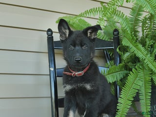 German Shepherd dogs - Ad 11