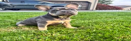 French Bulldog dogs for sale: Lola - Ad 6