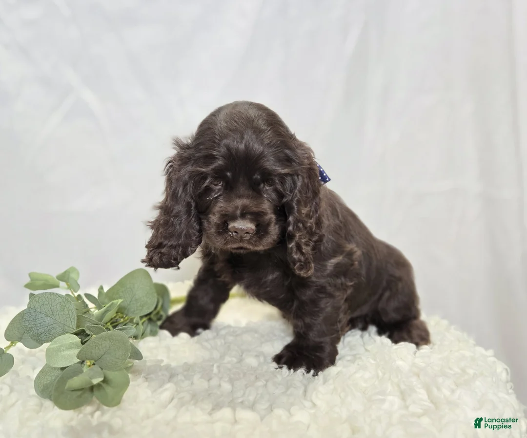 Cocker Spaniel dogs for sale: Jordan - Ad 6