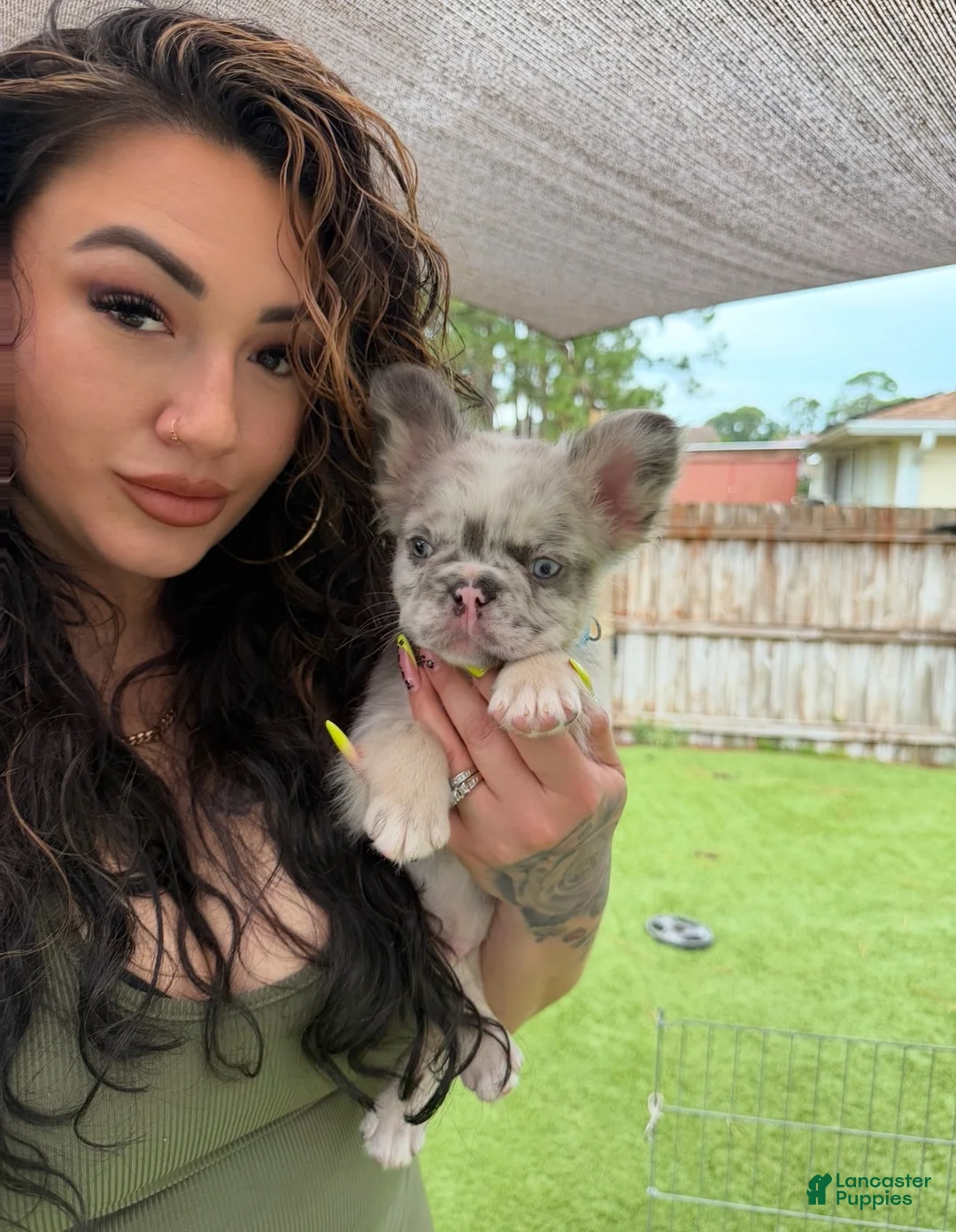 French Bulldog dogs for sale: Big Blue - Ad 2