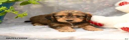 Dorkie dogs for sale: Pancake - Ad 5