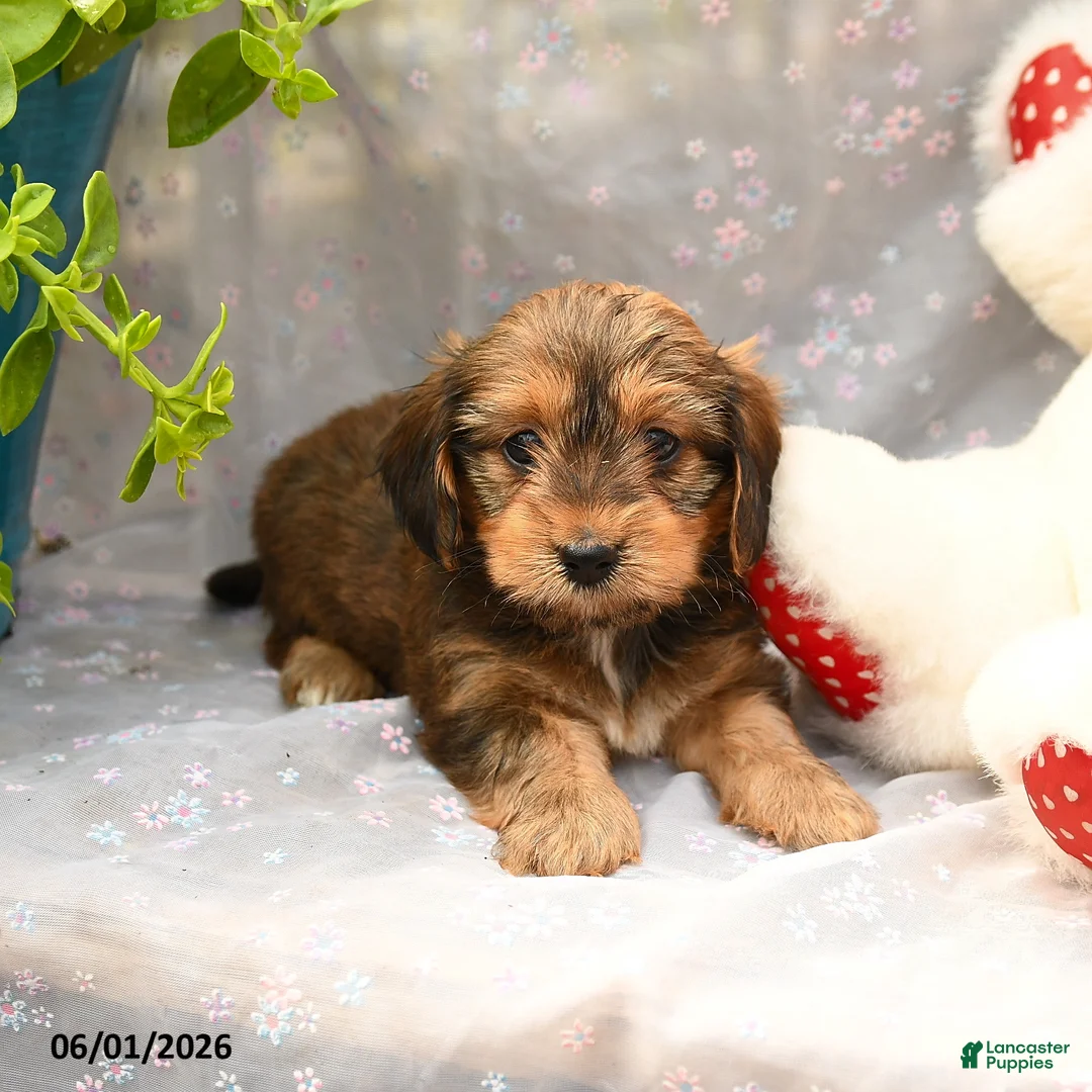 Dorkie dogs for sale: Pancake - Ad 5