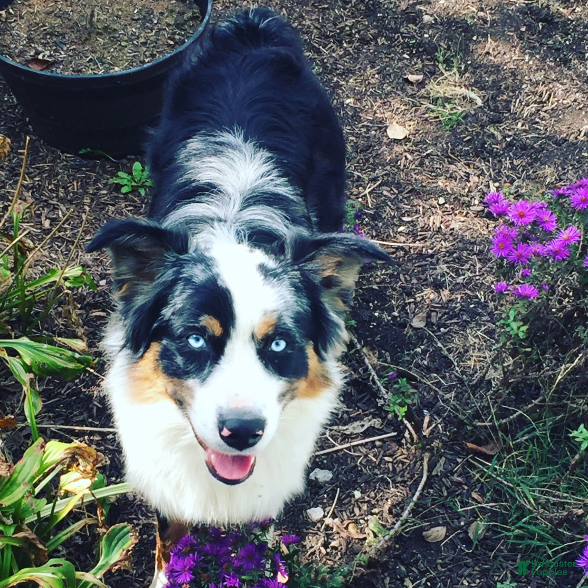 Australian Shepherd dogs Bear - Ad 39