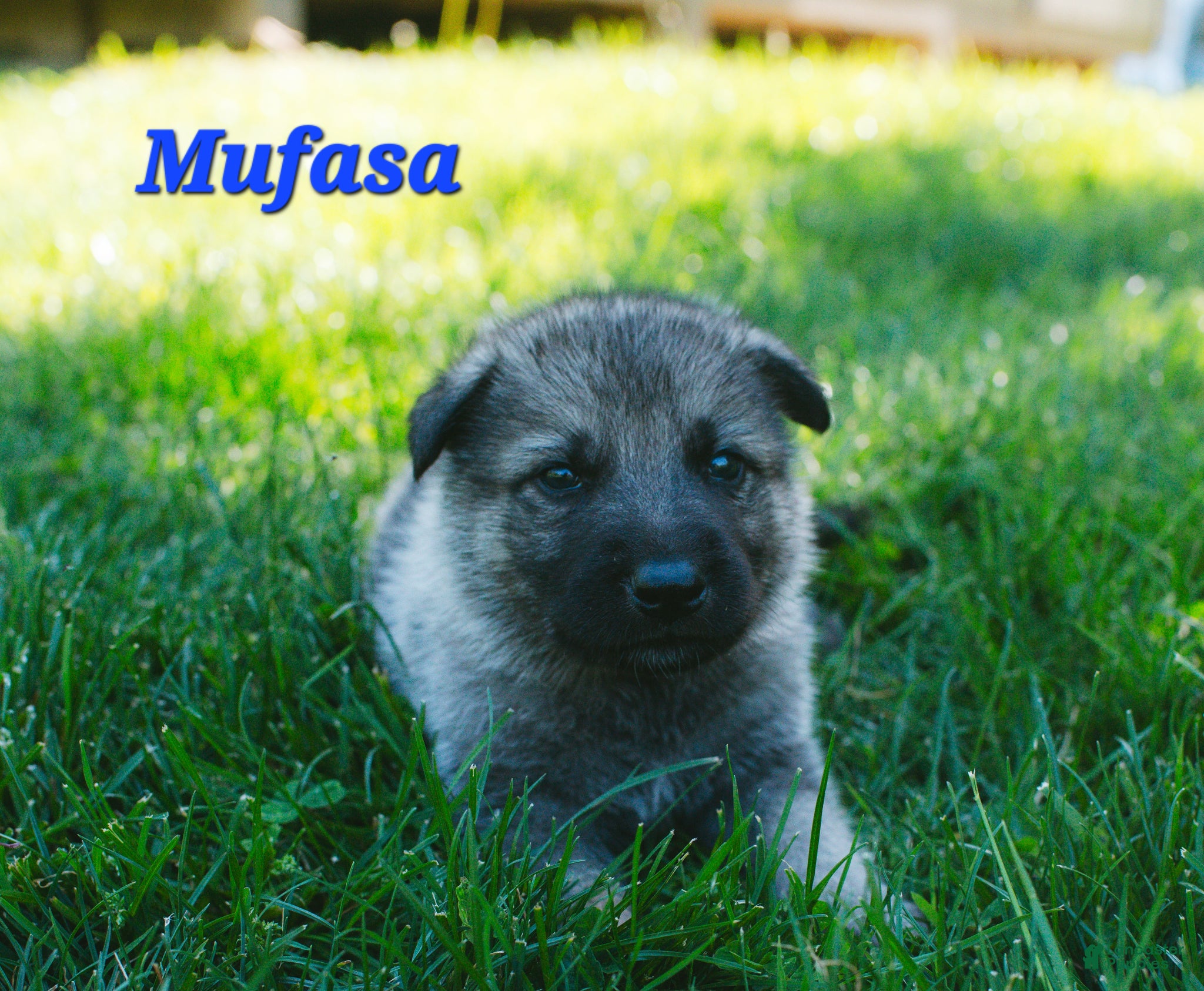Mixed Breed dogs Mufasa - Ad 36