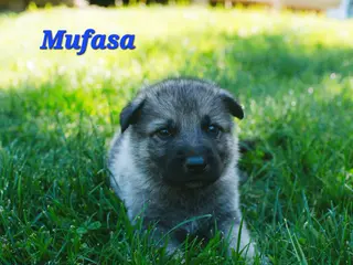 Mixed Breed dogs Mufasa - Ad 36