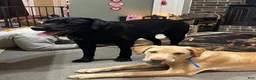 Labrador Retriever dogs for sale: Labrador Retriever big boy grey collar  - Ad 17