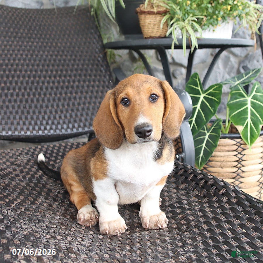 Mixed Breed dogs Copper - Ad 1