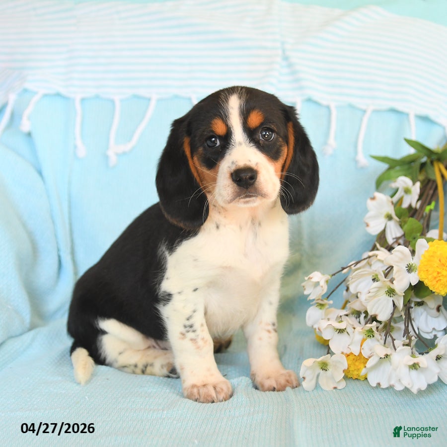 Beagle dogs Diamond - Ad 1
