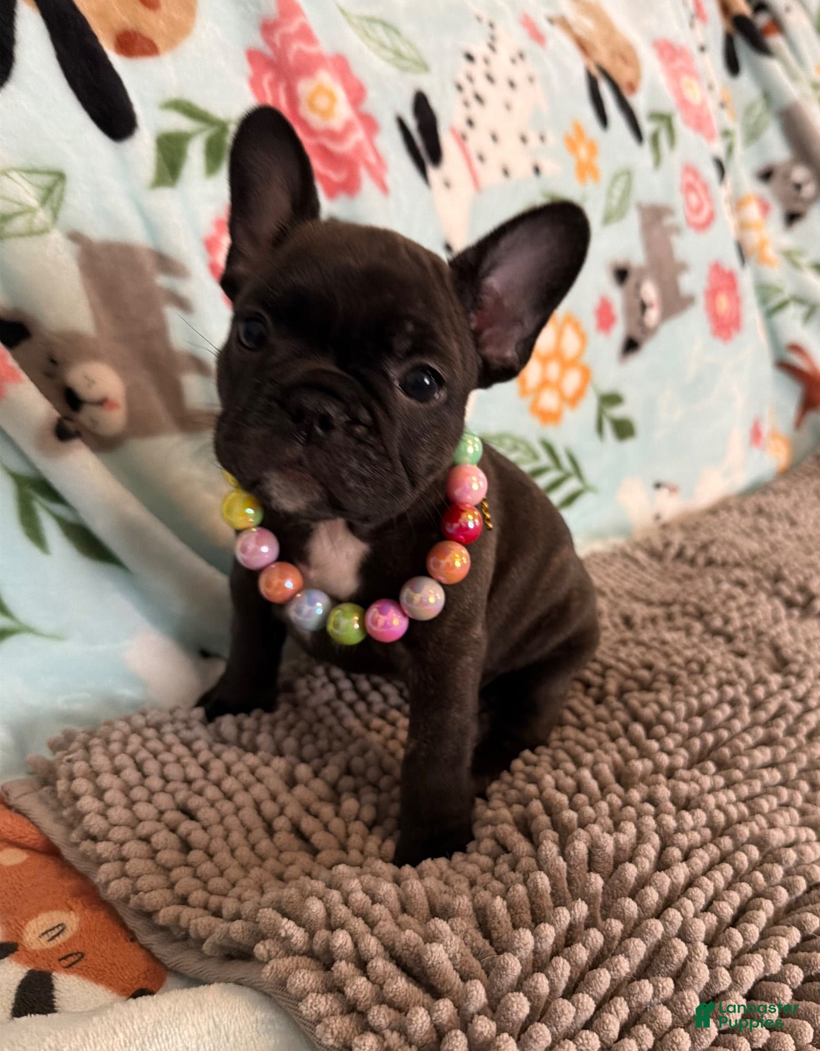 French Bulldog dogs French Bulldog 2 - Ad 1