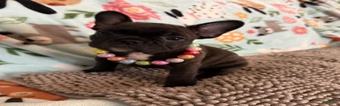 French Bulldog 2