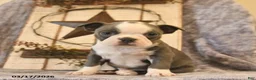 Boston Terrier dogs for sale: Diesel  - Ad 4