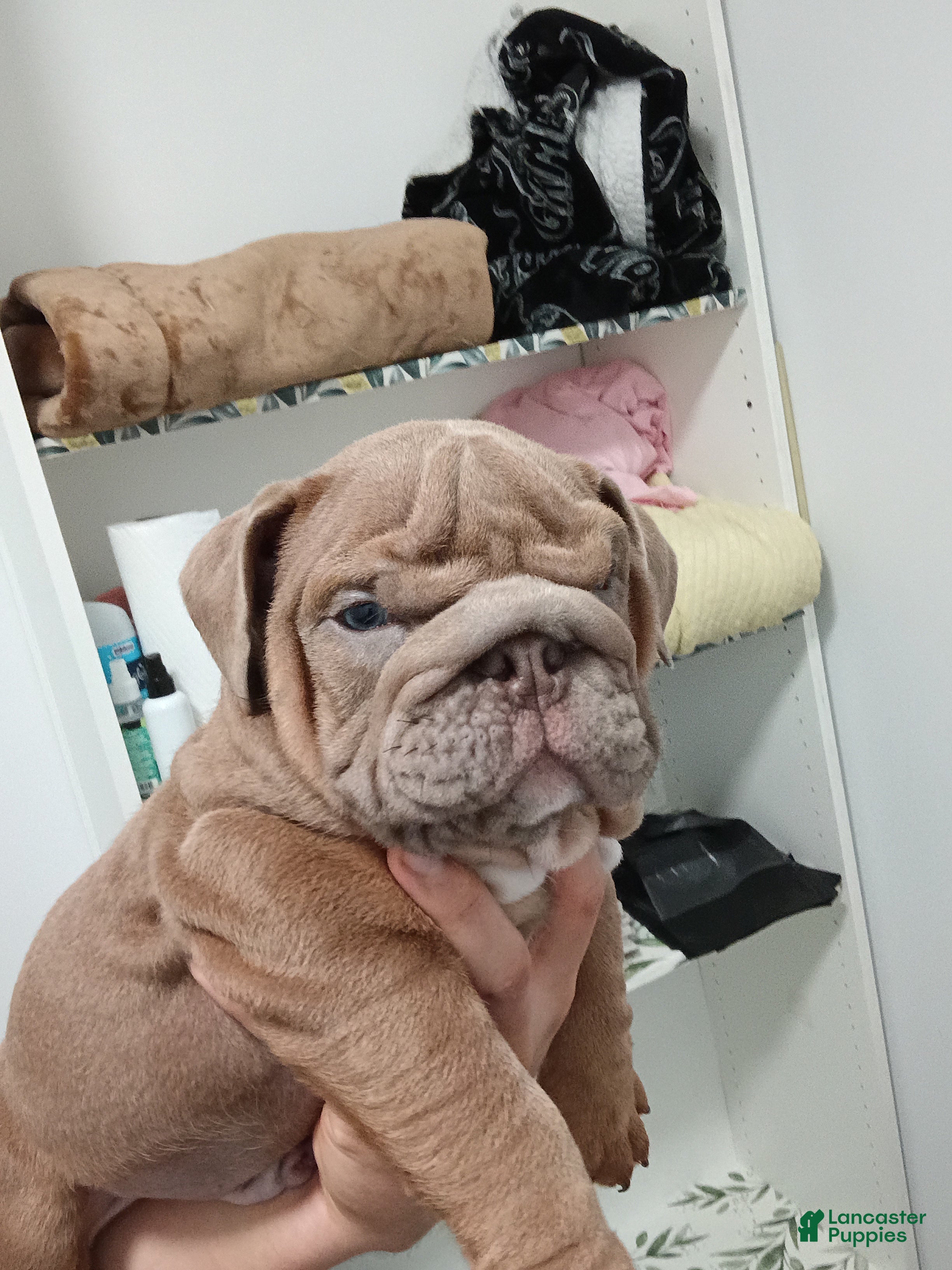 English Bulldog dogs English Bulldog 1Bear - Ad 12