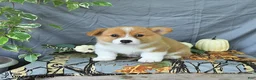 Welsh Corgi Pembroke dogs for sale: Abel - Ad 4