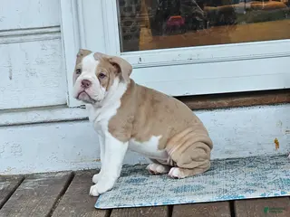 Olde English Bulldogge dogs Olde English Bulldogge Freya - Ad 27